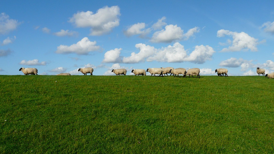 eleveur de moutons1