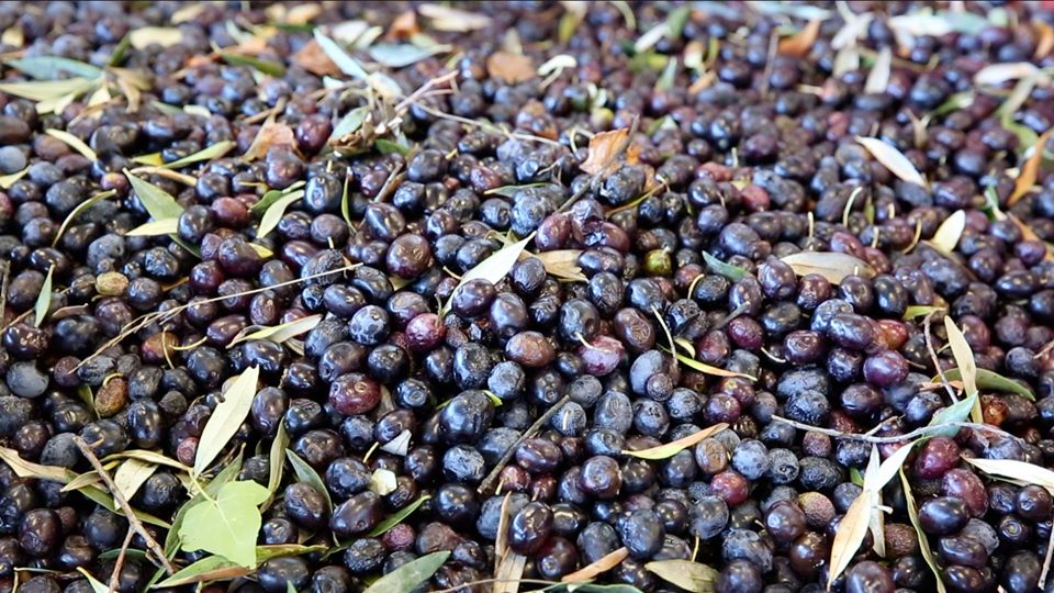 olives