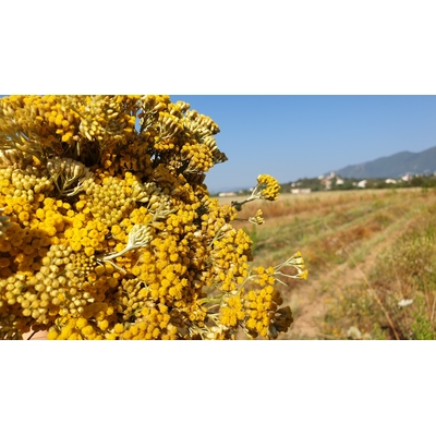 Ambre des Dunes - Le sérum d'Immortelle Corse