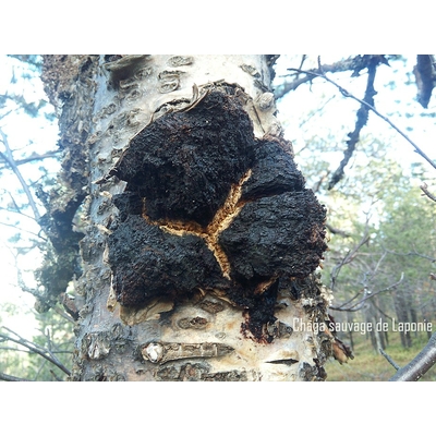 Chaga Siggan Native Delicatessen Web