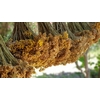 Sechage Ambre des Dunes