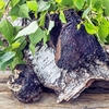 Extrait de Chaga de Laponie