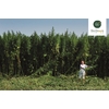 Plantation de BioBloom
