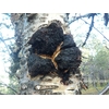 Chaga Siggan Native Delicatessen Web