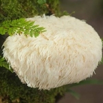 Champignon Crinière de Lion en poudre