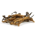 Cordyceps Sinensis, le Champignon Chenille