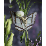 boucles doreilles sphynx narcaera 3