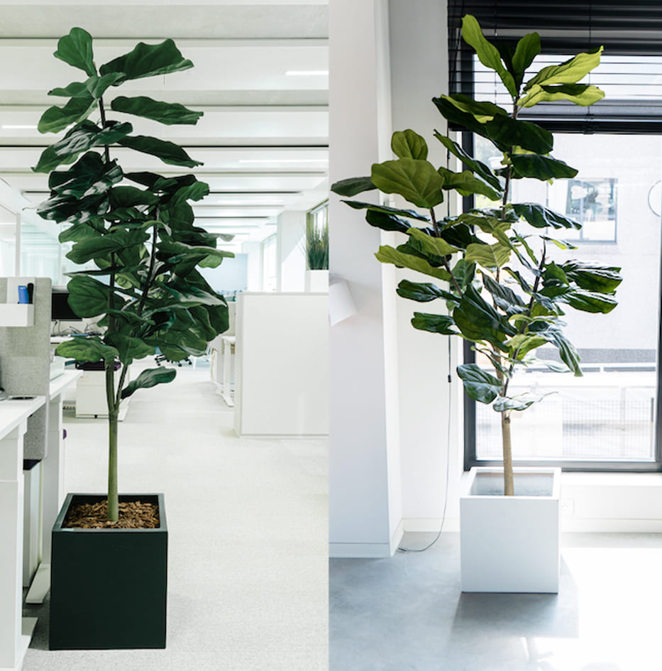 plante Lyrata pour amenagement bureau