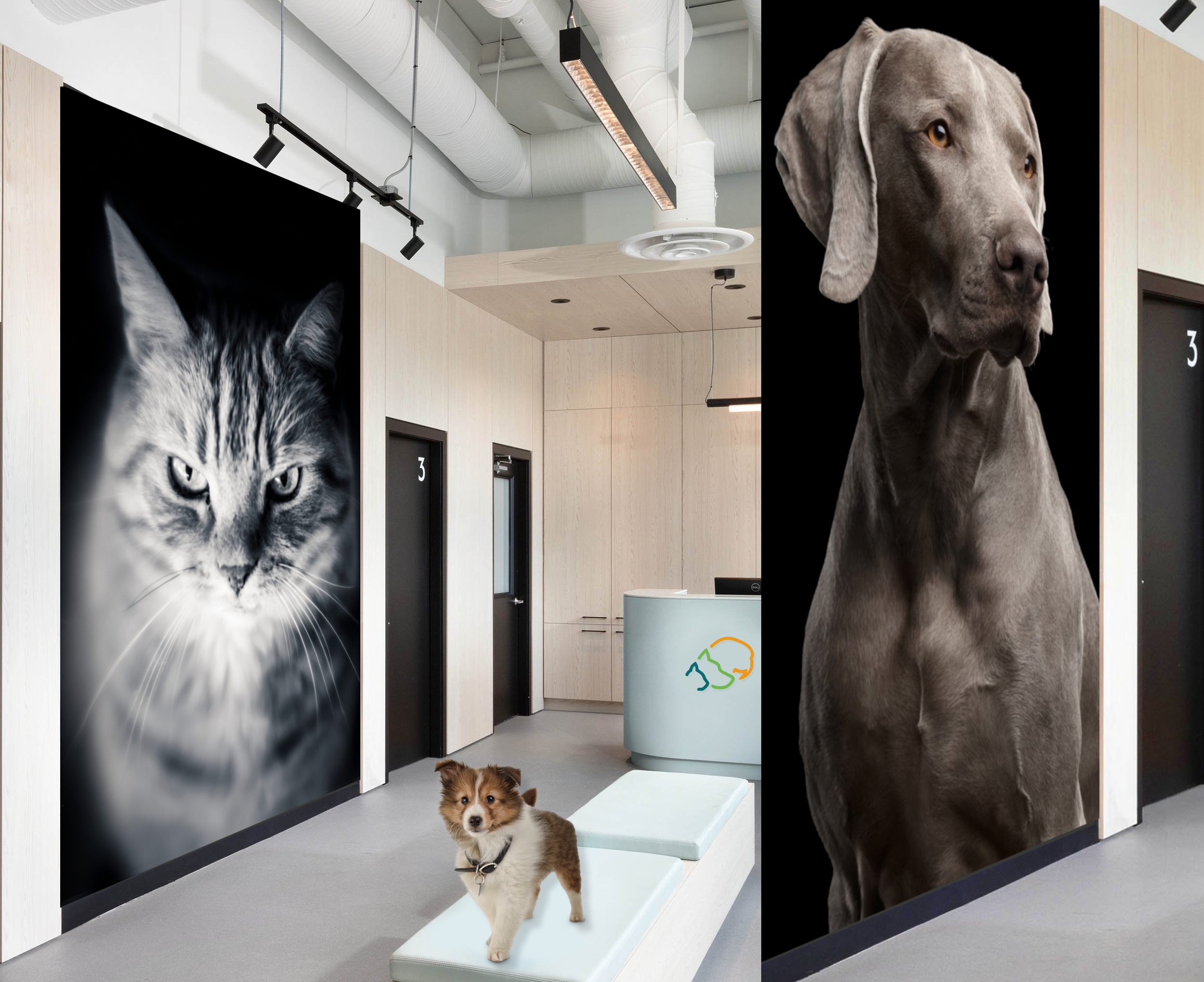 decoration murale poster chien chat clinique veterinaire moderne design noir