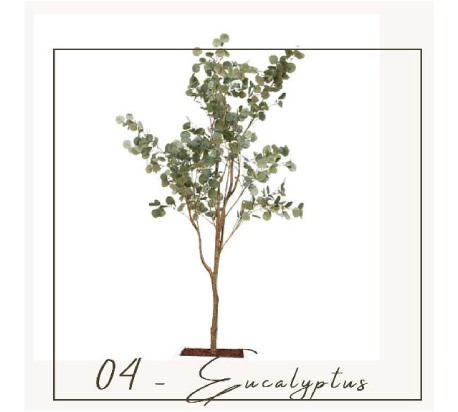 eucalyptus
