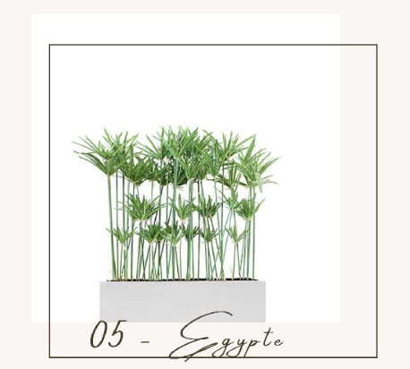 papyrus separateur naturel galerie commerciale biophilique