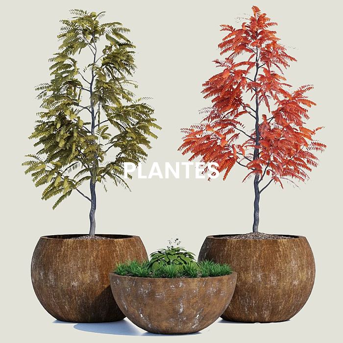 Plantes et arbres