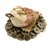grenouille-de-prosperite-en-ivoirine-318-1028