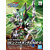 BANDAI GUNPLA SDW Heroes Robinhood Gundam AGE-2 20 a boite