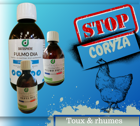 Traitement contre le coryza des poules , toux , rhume ,maladie respiratoire des poules