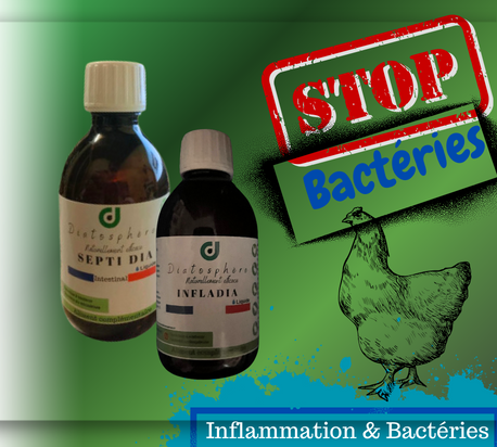 inflammation et bacteries