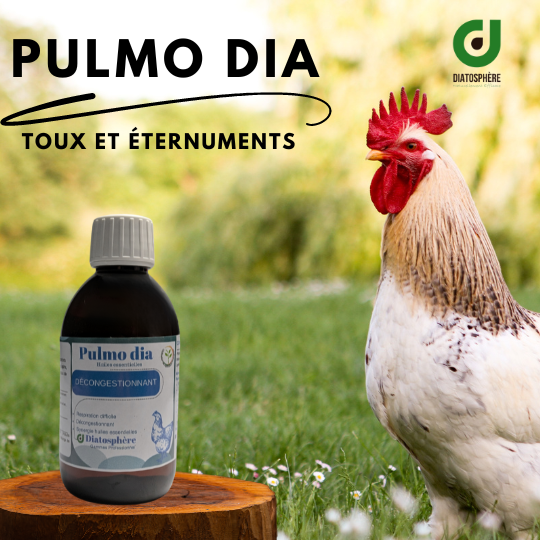 _Pulmo dia- probleme respiratoire poules et lapins , coryza , rhume , toux