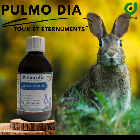 Pulmo dia-Lapin