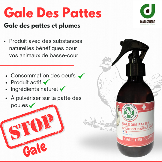 Gale des pattes et plumes des poules