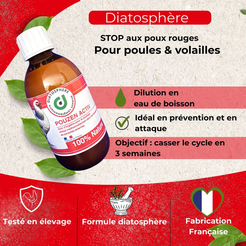 poule-buvant-a-un-abreuvoir-pouzen-activ-dans-l-eau-de-boisson-contre-les-poux-r