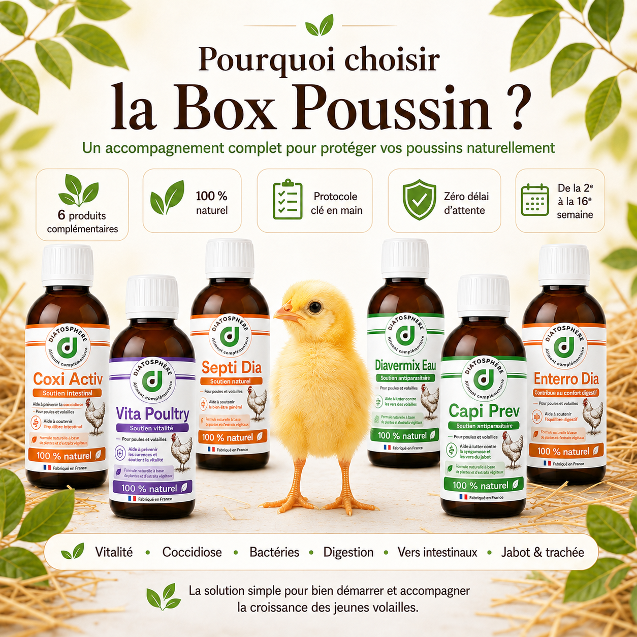 Un protocole clé en main pour protéger vos poussins