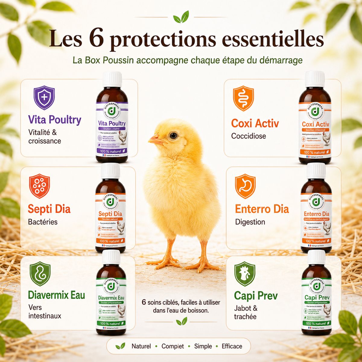 Un protocole clé en main pour protéger vos poussins