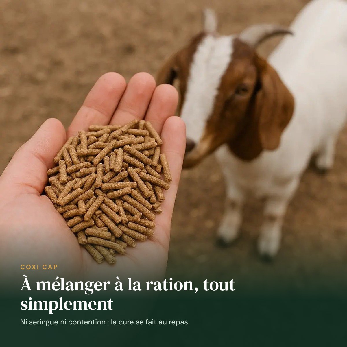 Coxi Cap à mélanger à la ration dune chèvre