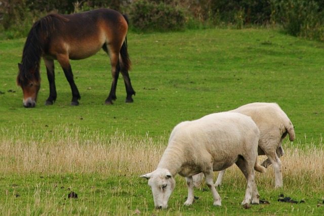 Vermi cap - vermifuge naturel pour chèvre, mouton et cochon.