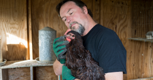 quels sont les symptomes d une poule qui a des vers