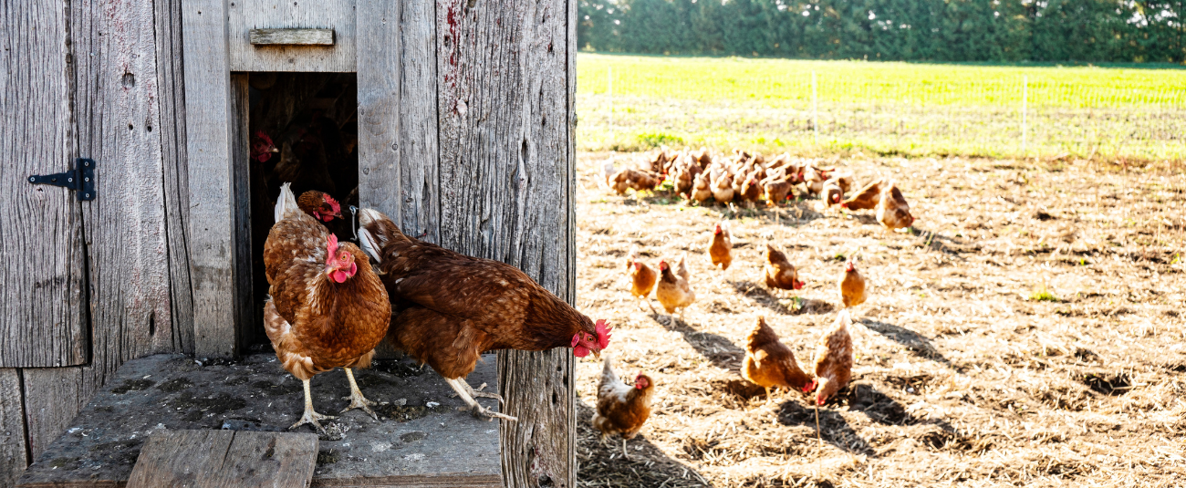 decouvrez le comportement des poules hierarchie de picorage communication nidification et bien plus optimisez votre elevage en comprenant ces volatiles captivants 2