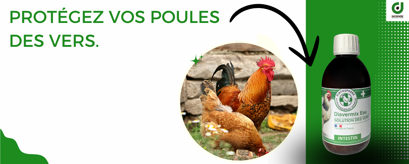 diapo vers