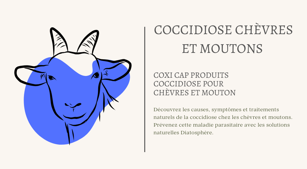 Coxicap - Traitement de la coccidiose de la chèvre et mouton 