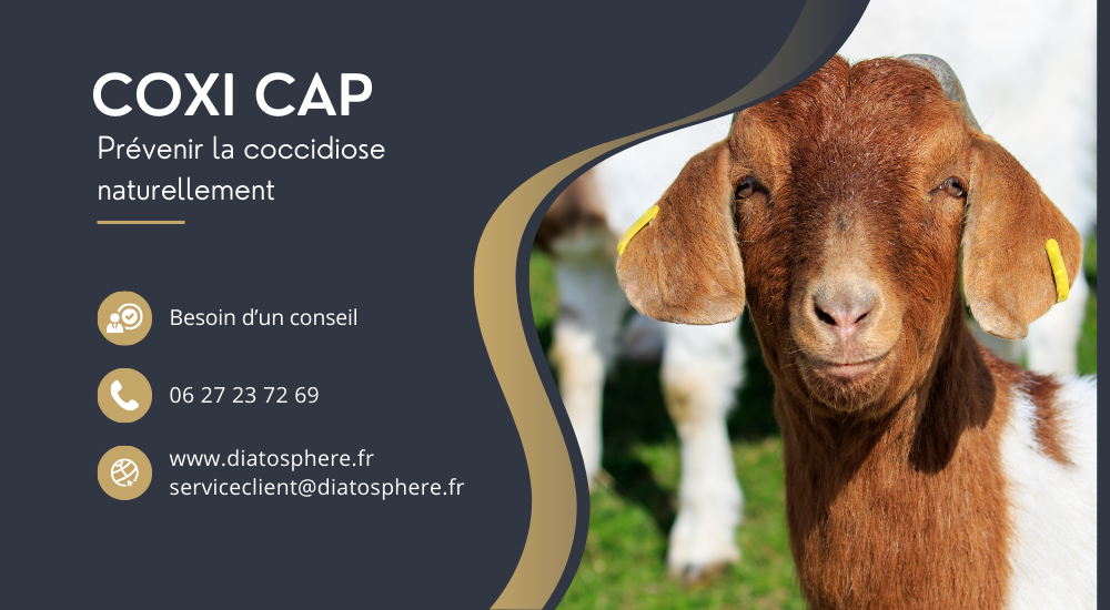 coxi cap