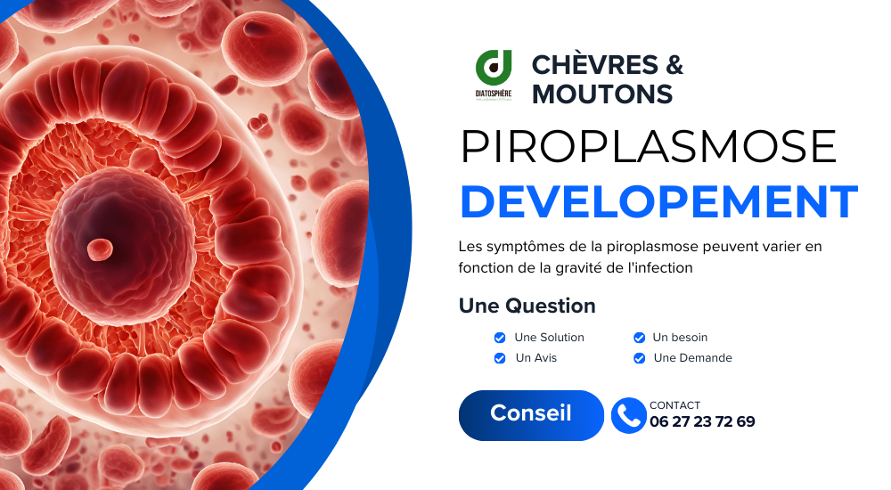 piroplasmose chevres