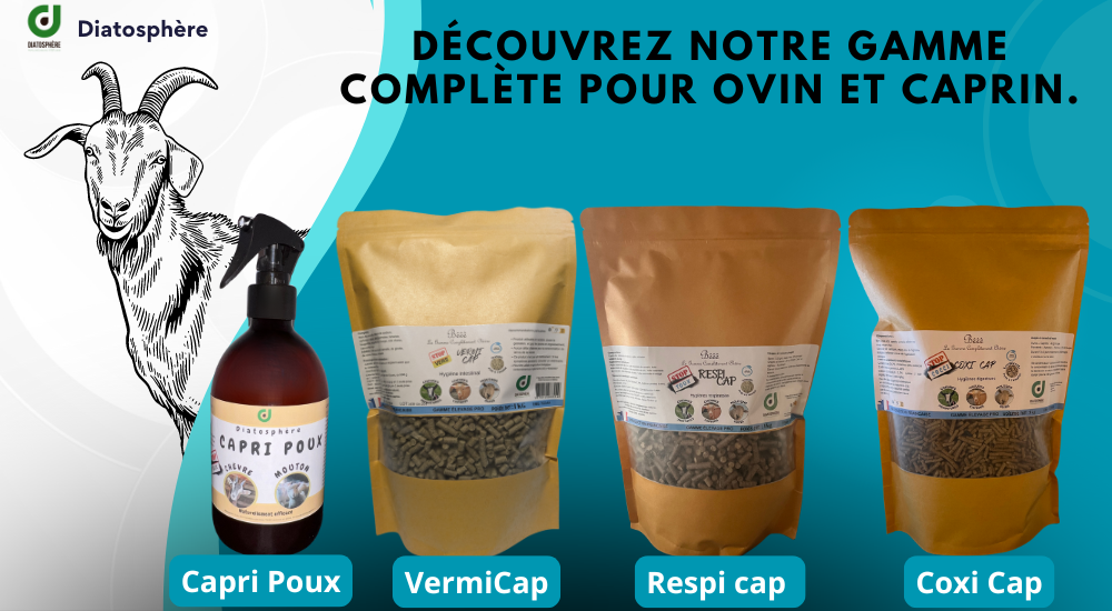 Santé et hygiène pour moutons et chèvres 