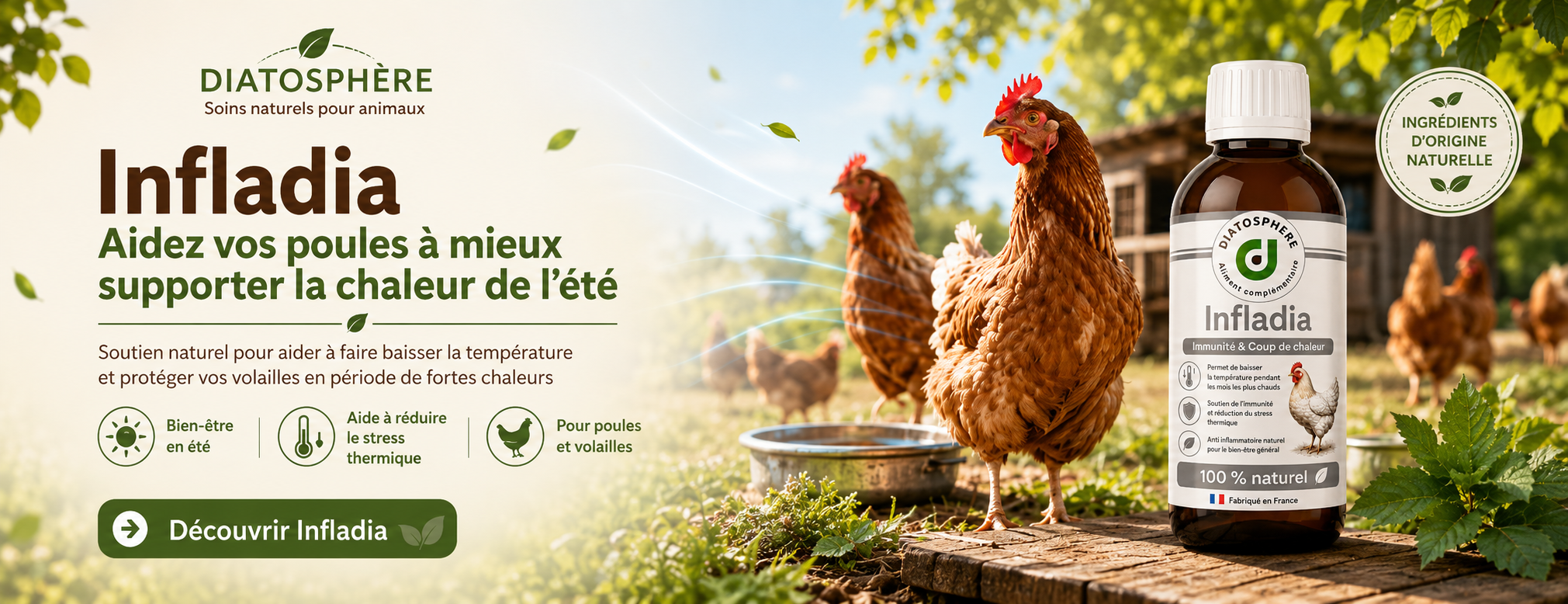 infladia produit contre les forte chaleur des poules et pour baisser la temperature du corp des poules 