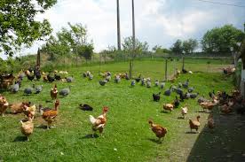 diarrhee des poules et maladie des poules poule pondeuse poussin volaille basse cour