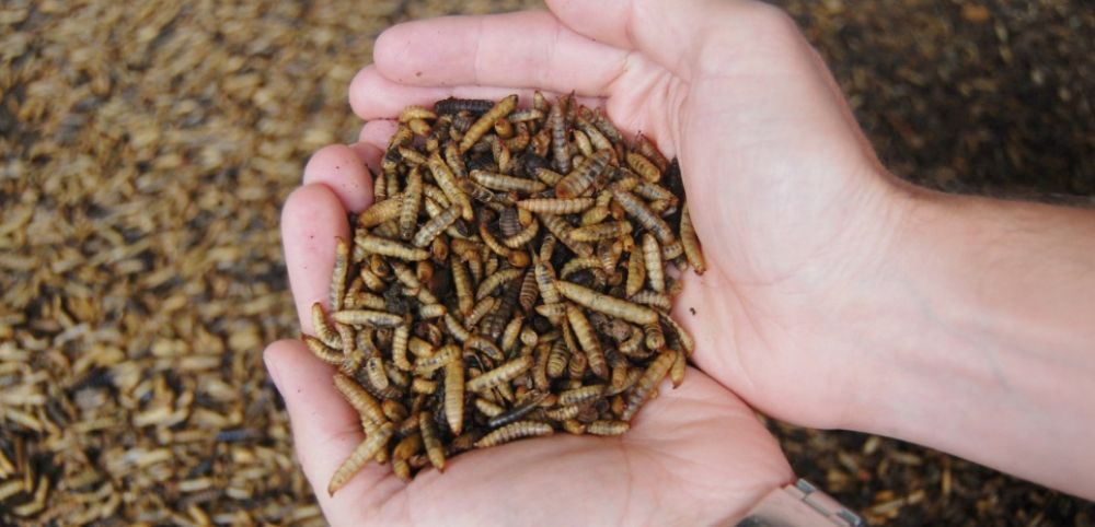 Larves de mouche soldat séché 