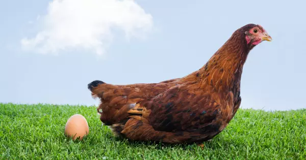 Poule rousse à côté de son œuf dans l'herbe