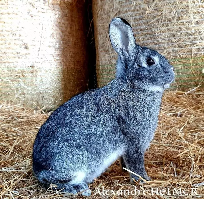 Lapin Chinchilla de l'élevage d'Alex en Alsace