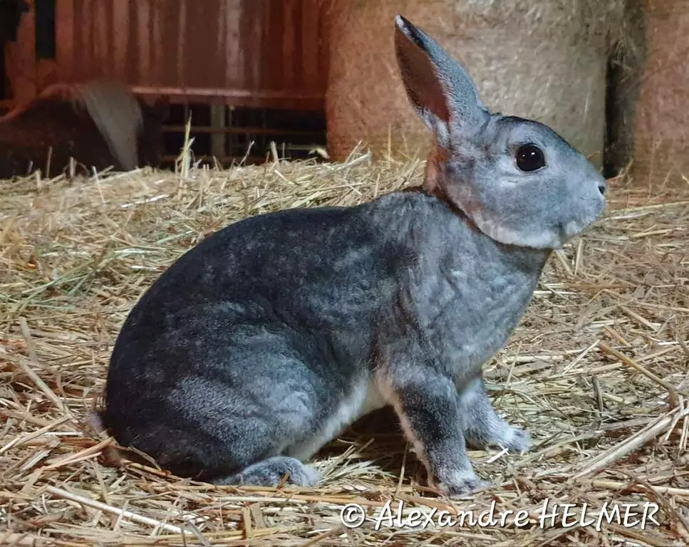 Lapin Petit Rex Chinchilla