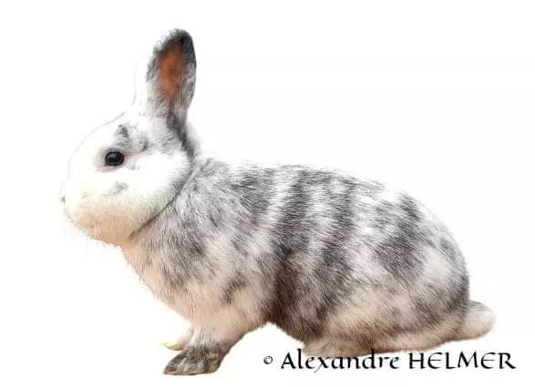 Lapin Rhoen