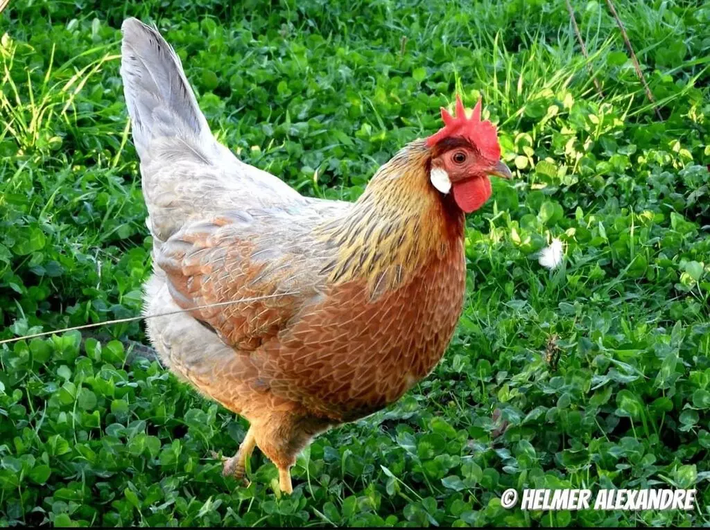 Poule Italienne saumon bleu doré liseré