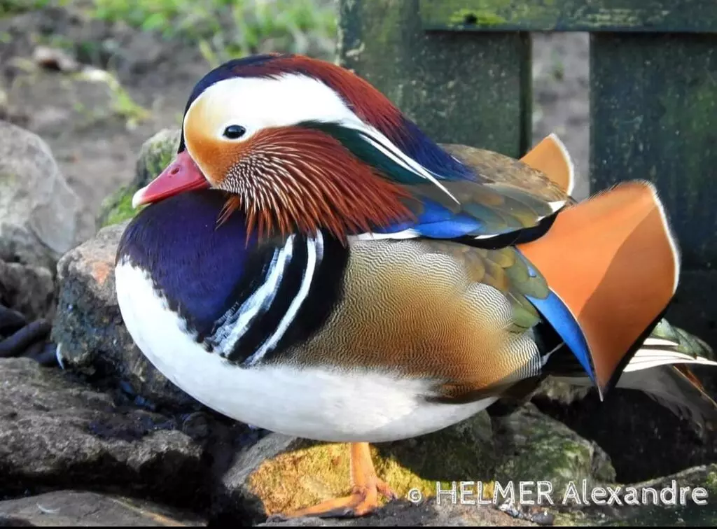 Canard mandarin sauvage