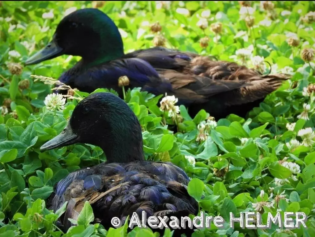 Canard émeraude