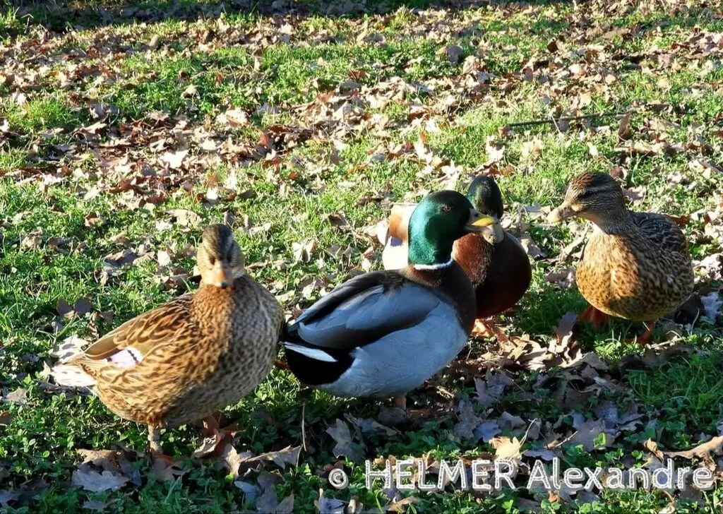 Canard mignon sauvage