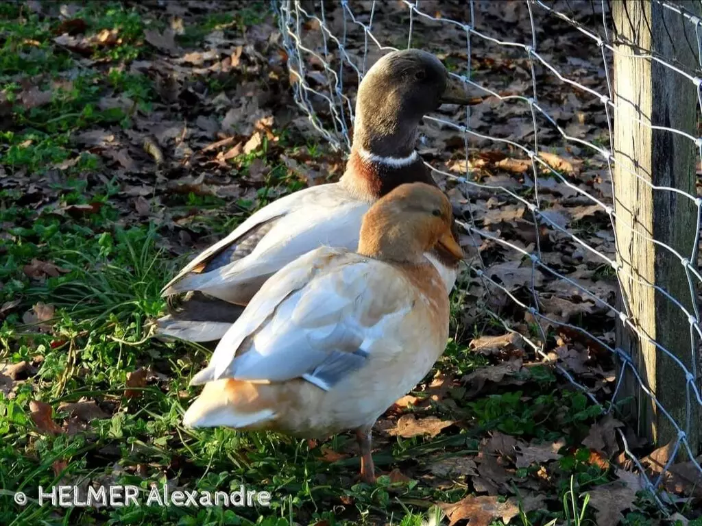 Canard mignon bleu fauve truité