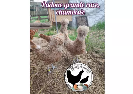 Padoue grande race chamoisée