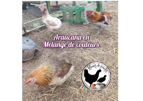 Araucana en mélange de couleurs