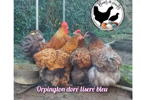 Orpington doré liseré bleu